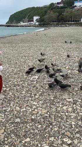 Families feed pigeons on Russian beach during cloudy morning