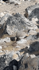 Tibetan Snowcock spotted foraging in Khumjung's glacial terrain
