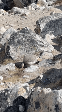 Tibetan Snowcock spotted foraging in Khumjung's glacial terrain