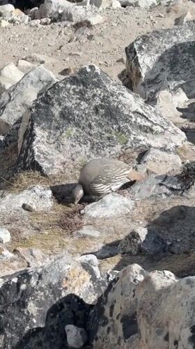 Tibetan Snowcock spotted foraging in Khumjung's glacial terrain