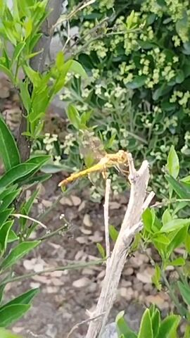 A close-up shot focuses on a vibrant orange dragonfly perched on a dead branch. The dragonfly's delicate, iridescent wings are spread, showcasing intricate patterns. Its long, segmented abdomen is a bright yellow-orange, and its large, multifaceted eyes are clearly visible. The dragonfly is positioned in the center of the frame, with lush green leaves and small white flowers forming a soft, blurred background. The scene appears to be outdoors, possibly in a garden or natural setting, with hints of dry leaves and soil visible on the ground beneath the vegetation. The lighting suggests it could be daytime, with the sunlight gently illuminating the dragonfly and highlighting the textures of the leaves. The overall mood is tranquil and observational, capturing a moment of stillness in nature. There is no visible text in the media.