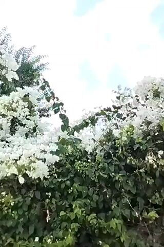 A low-angle shot of bougainvillea flowers in bloom. The flowers are white and lush, obscuring the green leaves and branches of the plant. In the background, a large green tree with dense foliage is visible, its branches swaying slightly in the wind. The sky above is partly cloudy, with patches of blue sky and white clouds. The video is shot in natural light, giving the scene a bright and airy feel. The camera appears to be mostly stationary, with slight movements to follow the swaying of the branches and flowers.