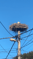 Juvenile storks in a utility pole nest, Zheleznitsa