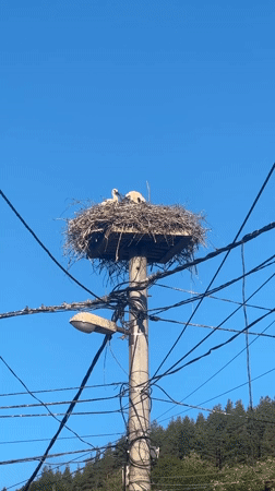 Juvenile storks in a utility pole nest, Zheleznitsa