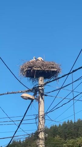A large bird's nest made of twigs sits atop a utility pole. There are two birds in the nest, one lying down and the other standing. Wires crisscross around the pole. A street lamp is attached to the pole below the nest. The sky is clear and blue.