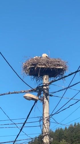 Juvenile storks in a utility pole nest, Zheleznitsa