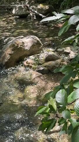 This is a close-up, vertical video of a shallow, clear stream flowing over rocks and pebbles. Sunlight glints off the water's surface, creating a dappled effect. Large, smooth stones are visible in the stream bed, some covered with green moss or algae. On the right side of the frame, lush green leaves from an overhanging branch partially obscure the view. The water appears to be moving gently. The background is blurred but suggests more rocks and vegetation. There are no people or animals visible in the video. The overall scene is one of natural tranquility.