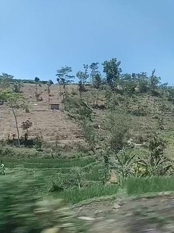 The video shows a view from a moving vehicle looking out at a rural landscape. The scene is dominated by a hillside with terraced fields, some of which appear dry and fallow, while others show signs of cultivation with greenery. Various trees, including banana trees and taller deciduous trees, are scattered across the landscape. A small, simple building with a brown roof is visible on the hillside. Further along the road, the vehicle passes by what appears to be a small settlement. Two houses are visible, one with a red brick exterior and a gray roof, and another with a yellow facade and a brown tiled roof. In between the houses, there is a covered area, possibly a carport or an open-sided structure, with netting. The sky is clear and blue, suggesting a sunny day. The overall impression is of a rural, possibly agricultural, area under a bright sky.