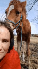 Morning nature documentation includes woman with foal, wildlife scenes