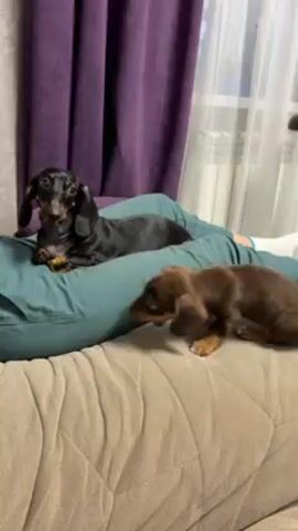 On a beige couch, a person reclines, covered from the waist down by a teal blanket. Atop the blanket, a black-and-tan dachshund lies still, observing its surroundings. A brown dachshund puppy, with white paws, circles the person and the other dog, appearing agitated and barking intermittently. In the background, a purple curtain hangs beside a window.