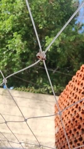 The video shows a small spider hanging from a white net. The spider has a brown body and translucent legs. The net is strung in front of a green leafy tree and an orange brick wall. The background is blurred.