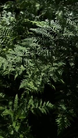 The video displays a close-up view of lush green ferns and other foliage, likely in a garden or natural setting in Graz, Austria. The fronds of the ferns are dense and vibrant, showcasing various shades of green. Sunlight dapples through the leaves, creating dynamic patterns of light and shadow that shift and move, suggesting a light breeze or changing sun conditions. The plants are gently swaying throughout the video. A small, lighter green leaf, possibly from a nettle, is visible at the bottom left edge of the frame. The scene is natural and serene, with the focus entirely on the plant life and the interplay of light and movement. There is no visible text or human activity.