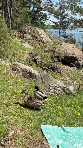 The video features two mallard ducks, a male and a female, standing on vibrant green grass dotted with numerous yellow dandelions. The male duck, a drake, is distinguishable by its iridescent green head, white neck ring, and grey body, while the female, a hen, displays mottled brown plumage.

In the background, large, moss-covered rocks are visible, along with a scattering of trees, primarily tall pines and some deciduous trees showing fresh spring foliage. Beyond this rocky, treed shoreline, a calm body of water, likely a lake or large river, is visible under a clear blue sky. In the bottom right corner, a small section of a turquoise and white patterned blanket or towel is present.

The ducks are mostly still, occasionally shifting their heads. The male duck briefly lowers its head as if to preen or forage on the grass. The scene is bathed in bright daylight, indicating late morning or early afternoon on a sunny, clear day. The lush vegetation and natural landscape of rocks, pines, and a large water body are consistent with the natural environment of Sliznevo, Russia. The overall atmosphere is tranquil and natural. No legible text is visible in the frame.