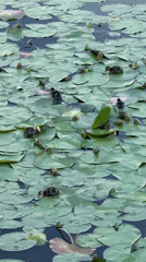 Ducklings and their mother on a lily pad pond in Votkinsk