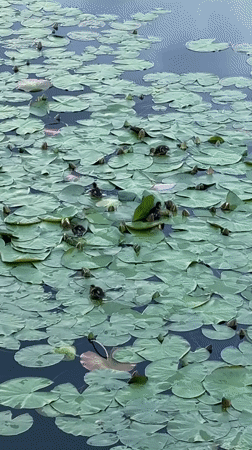 Ducklings and their mother on a lily pad pond in Votkinsk