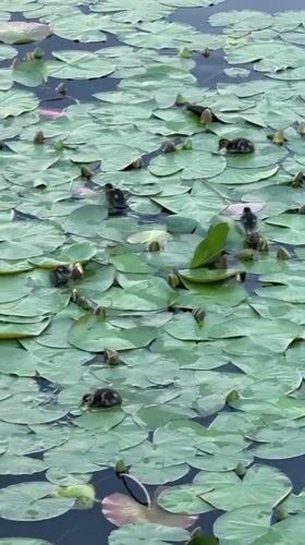 Ducklings and their mother on a lily pad pond in Votkinsk