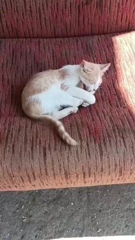 A light-colored kitten with orange markings is curled up sleeping on a red and brown striped couch. The kitten is lying on its side with its eyes closed and its paws tucked in. The couch appears to be worn and is outdoors, as indicated by the concrete ground visible in the lower portion of the frame. Sunlight is casting shadows on the couch, suggesting it is daytime. The video shows the kitten in the same sleeping position throughout the short duration.