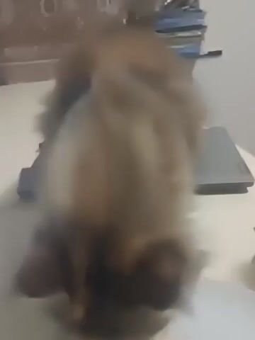 A fluffy, tan-colored cat is captured in a series of blurry frames. The cat appears to be on a table, possibly in a domestic setting. In the first frame, the cat's head is down, its body obscured by its fur, and it seems to be shaking. The subsequent frames show the cat moving, with its body and head in motion, making it difficult to discern specific actions. A dark object, possibly a laptop, is visible in the background, along with some books. A white plate with scattered dark specks is also present in the foreground. The lighting is dim, contributing to the blurriness of the footage.