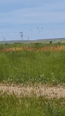 Spring Farming Activity Documented in Ukrainian Fields Near Blizhnee