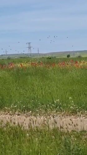 Spring Farming Activity Documented in Ukrainian Fields Near Blizhnee