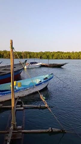 The video shows a serene scene of a body of water with several boats anchored near a wooden platform. The water is calm and dark blue. On the wooden platform in the foreground is a makeshift structure of sticks and ropes. Several boats are tethered to the platform, including a light blue boat with a white trim, a red and blue boat, a white boat with a canopy, and a dark brown wooden boat. In the distance, a dense line of green trees forms a horizon. The sky above is clear and light blue.