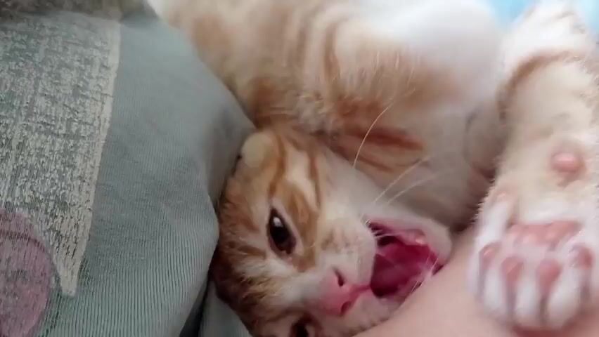 A close-up video shows an orange tabby kitten yawning and stretching. The kitten is nestled into a person's arm, with its head resting on their skin. The kitten's mouth is open wide, revealing its tiny teeth and pink tongue. The kitten's eyes are partially closed, and its body is relaxed. The background is blurry, but it appears to be a soft surface, possibly a blanket or pillow. The lighting is warm and natural, suggesting the video was taken indoors during the day.