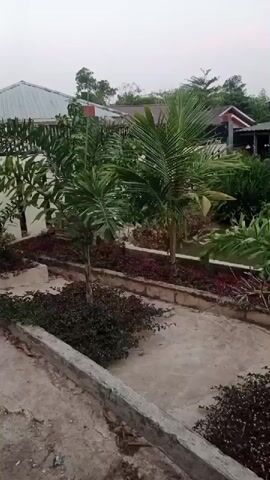 The video shows a view of a backyard garden with several plants. There are two palm trees in the foreground, one on the left and one on the right. Between the palm trees is a garden bed with red and green plants. There are also some bushes in the foreground on the left and right sides of the path. In the background, there is a house with a white roof and a fence. The sky is overcast.