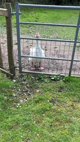 A white goose stands on a muddy patch of land behind a metal gate. The goose honks loudly, turns its head downwards, and then honks again. Grass is visible on the ground surrounding the mud and gate.  A wooden post is visible on the left side of the gate.