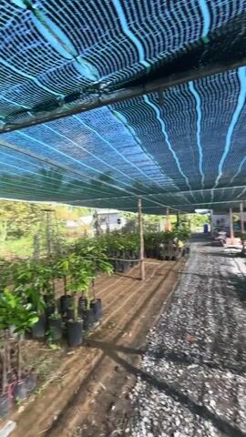 This is a first-person perspective video of someone walking down a gravel path in a nursery or greenhouse. The path is lined with rows of potted plants, mostly small trees or shrubs. Above the plants, a green mesh shade cloth is stretched over a wooden frame, dappling the sunlight. In the background, there is a body of water, possibly a canal or pond, and beyond that, more trees and vegetation. The video is taken in daylight.