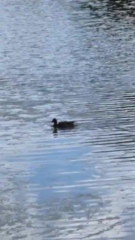 The video shows a single duck swimming in a body of water. The water is calm with gentle ripples, reflecting the sky and surrounding foliage. The duck, dark in color, is the sole subject in the frame. The scene appears to be a natural outdoor setting, likely a pond or lake, given the presence of the duck and the tranquil water. The lighting suggests it could be daytime, possibly overcast or at a time of day when the sun is not directly overhead, judging by the soft reflections and muted colors. There are no people or man-made objects visible. The overall mood is peaceful and serene, capturing a simple moment of wildlife in its natural habitat. The location is Vlast Truda, Russia. There is no visible text in the video.