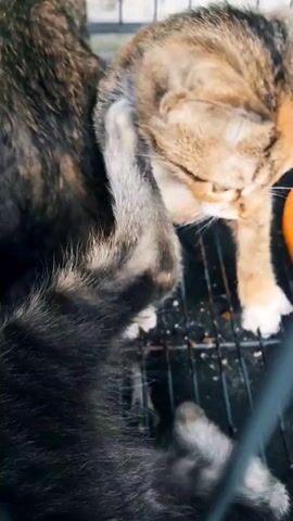 The video shows a close-up view of several cats, likely kittens, huddled together. The cats have tabby markings in shades of brown, orange, and gray. The camera focuses on their fur and paws, with one cat appearing to be nursing or snuggling with another. The environment seems to be an enclosure with a wire bottom.