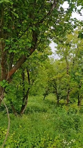 The video shows a view of a dense, overgrown green forest or woodland area. The trees are full of leaves, and there is a lot of undergrowth, including grass and smaller plants. Some of the foliage appears to be lighter green or yellow, suggesting it might be sunlight filtering through or possibly diseased leaves. In the foreground, there are stacked gray, flat objects, possibly construction materials like roofing tiles or concrete slabs. A tall, vertical concrete structure, perhaps a utility pole or part of a building, is visible on the right side of the frame. The sky appears overcast. The camera is stationary, and the video is a static shot with no discernible movement or action.