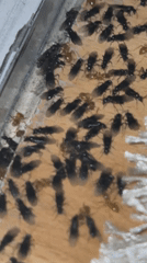 Flying ant swarm observed on wooden surface in Bulgaria