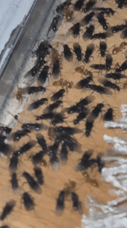 Flying ant swarm observed on wooden surface in Bulgaria
