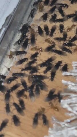 A high-angle shot shows numerous insects, mostly black flying ants, congregated on a wood-like surface. Interspersed among the dark ants are some smaller, brownish ants. The insects are moving around, some with wings spread. A white, reflective surface is visible along the top left edge of the frame. The environment appears to be indoors, possibly near a window or frame.