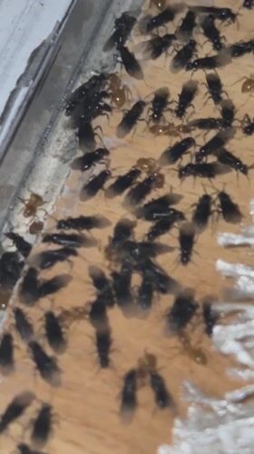 Flying ant swarm observed on wooden surface in Bulgaria