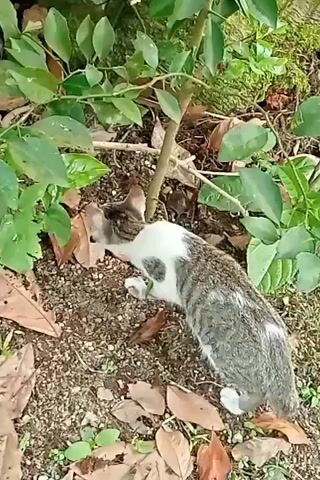 A tabby and white cat is sniffing the ground near a small tree and some foliage. There are fallen leaves on the ground.