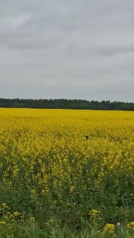 The video shows a wide, flat field covered in dense, yellow flowers, likely rapeseed or canola, stretching to the horizon. In the background, a dark green line of trees marks the edge of a forest. A small red-roofed building is visible in the distance, barely rising above the field of flowers. The sky is overcast with grey clouds. Birds flit across the frame. The scene is still and quiet.