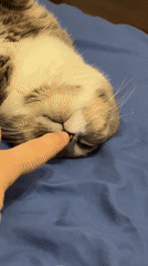 Tabby cat observed sleeping, playing, and relaxing over one hour