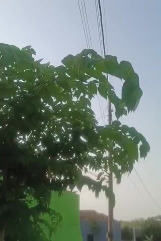 A tree with green leaves is shown. The sky is clear and blue. There are utility wires visible in the background. A green wall is seen in the lower left corner of the frame, and a portion of a building with a tiled roof is visible in the lower right.