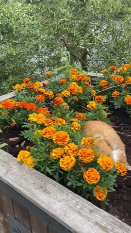 A ginger and white cat is curled up asleep in a garden bed filled with bright orange marigold flowers. The cat is nestled amongst the blooms, with its head tucked into its body. The surrounding foliage is green and lush, suggesting a natural outdoor setting. The camera is positioned slightly above and to the side of the cat, capturing the scene from a low angle. The lighting appears to be natural daylight, with some dappled shade from the overhead trees.