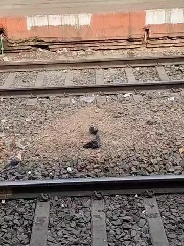 The video shows a railway track with gray gravel between the rails. Four pigeons are seen foraging on the gravel. The track is adjacent to a platform with a worn, layered concrete edge painted with a band of white at the top and a larger band of orange below. The camera angle is slightly above, looking down at the scene. The video appears to be taken during daylight.