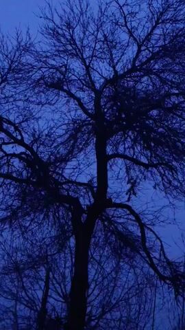The video shows a tree with bare branches silhouetted against a dark blue sky. The camera zooms in and out, slightly blurring the image at times.