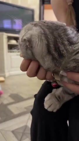 A person's hands hold a grey tabby cat, which is facing away from the camera and appears to be nuzzling its head into the person's hand. The cat has a collar with a small red bell. The background is blurred but shows what appears to be a living room with a television and furniture. The lighting is dim.