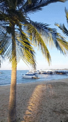 Palm-lined beach scene documented in Baan Mae Nam, Thailand