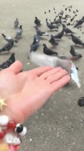 Pigeons swarming a park bench feeding in Perm, Russia