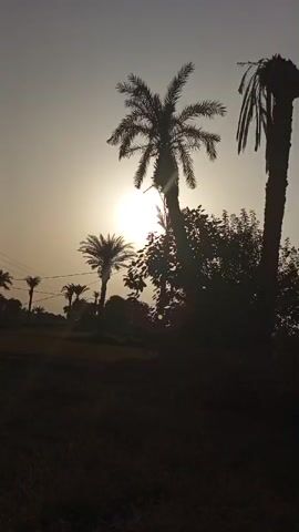 The video displays a series of landscape scenes, primarily featuring vegetation. The first scene shows silhouetted palm trees against a bright sun. The second scene is a darker shot of dense foliage. The third and fourth scenes reveal a small tree with green leaves, surrounded by grass and other plants, with a slightly blurry background of more vegetation and a hint of a sky.