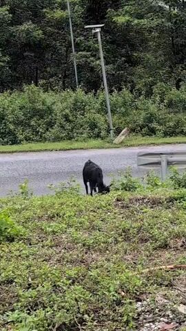 A black goat is grazing on a grassy area next to a paved road. In the background, there is a dense line of trees and vegetation. A utility pole is visible to the right of the frame. The sky appears overcast. The goat is the sole animal visible and is not interacting with any people or other animals.