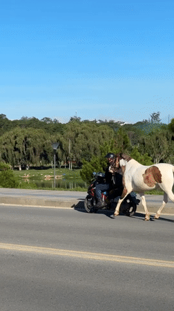 Morning activity around Xuan Huong Lake, Đà Lạt