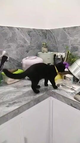 A black cat with a yellow collar walks across a kitchen counter littered with various objects including a rice cooker, plastic containers, a colander, and kitchen utensils. The cat moves from the left side of the frame to the right, its tail extending behind it. The kitchen counter has a gray, marble-like pattern, and the background features a gray tiled wall.